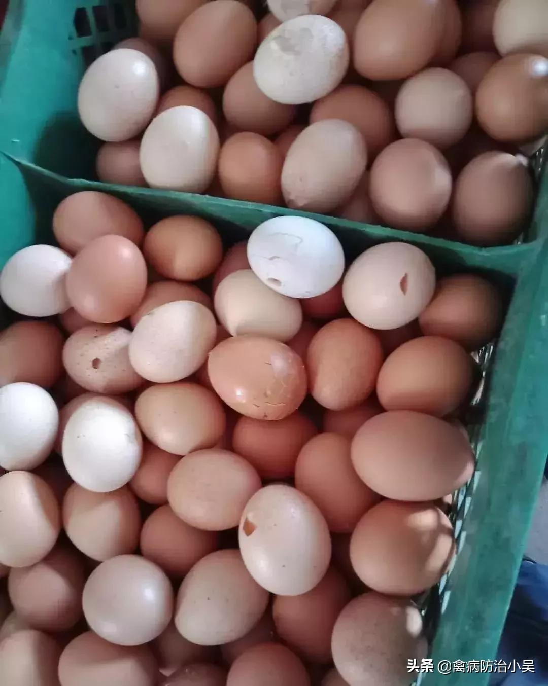 蛋鸡输卵管炎产软蛋,蛋鸡输卵管炎症有什么表现