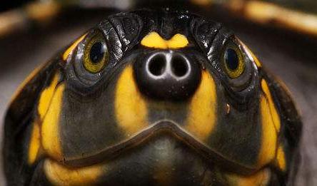 黄头龟如何养,黄头侧颈龟怎么养鱼缸里