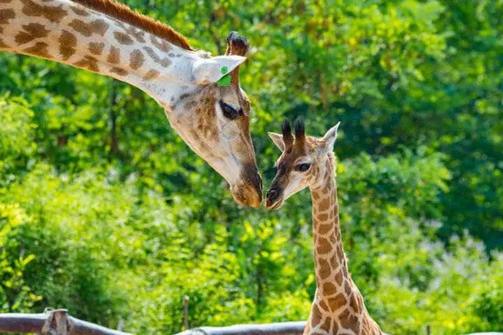6月1日起山东免门票的景区名单,山东景区免门票政策有哪些