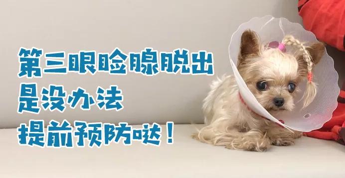 儿童眼角长个黑色的小肉球,小奶猫眼睛长肉球怎么办