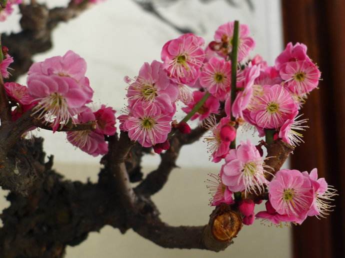 水梅花常见病虫害的防治,梅花病害主要内容