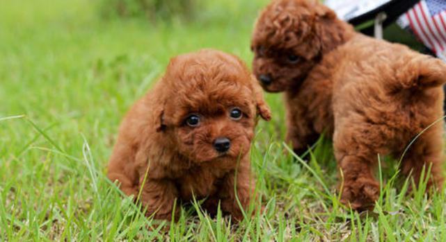 训练泰迪给它喂什么食物,训练狗狗黄金期