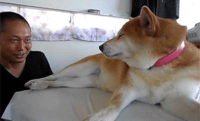 狗狗泪痕怎么处理最有效,狗狗眼睛周围有泪痕怎么去除