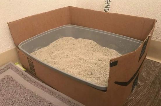 外出七天猫咪怎么安置,假期猫咪独自在家猫砂怎么处理