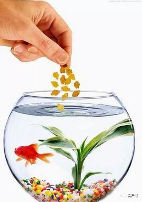金鱼怎么养鱼不会死,金鱼全死了后怎样重新养鱼
