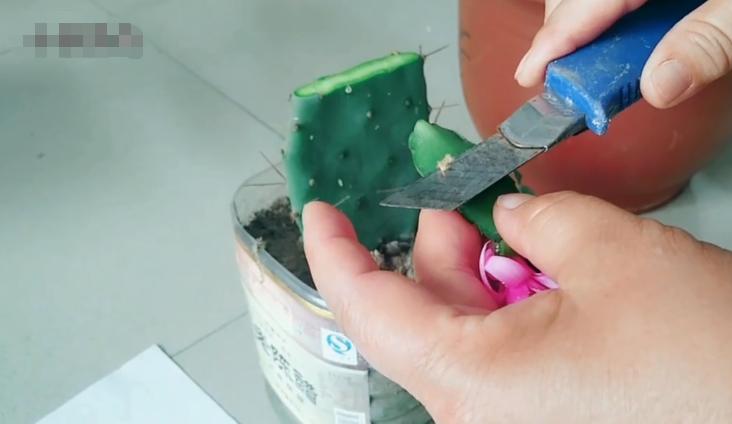 嫁接假昙花不死就是活了吗,嫁接假花