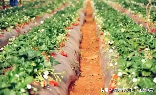 柳州草莓采摘园附近最近地方,柳州附近摘草莓好玩的地方