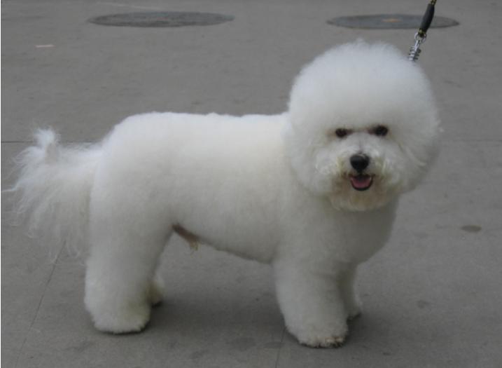 养狗各阶段狗粮怎么喂好,科学养狗狗粮推荐