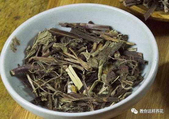 薄荷能开花的花种,什么薄荷开花最好