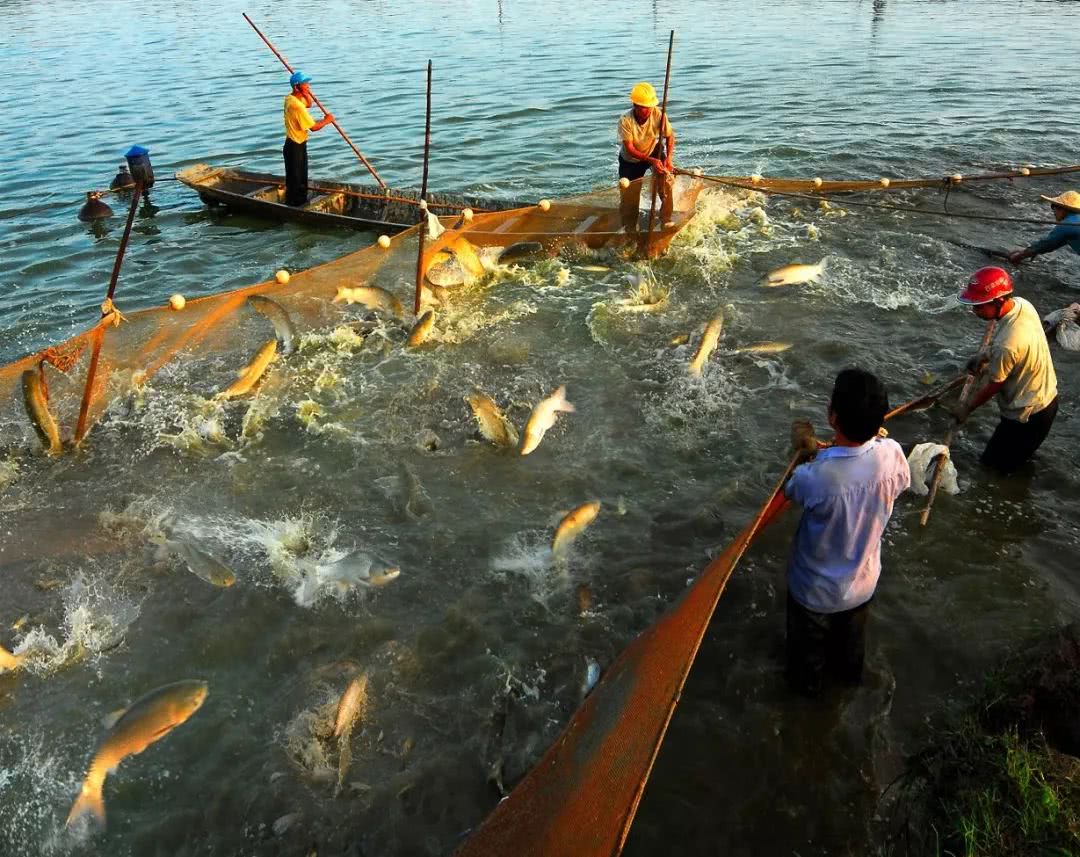 长江十年禁渔过后鱼能随便捕吗,长江禁渔期10年鱼能长多大