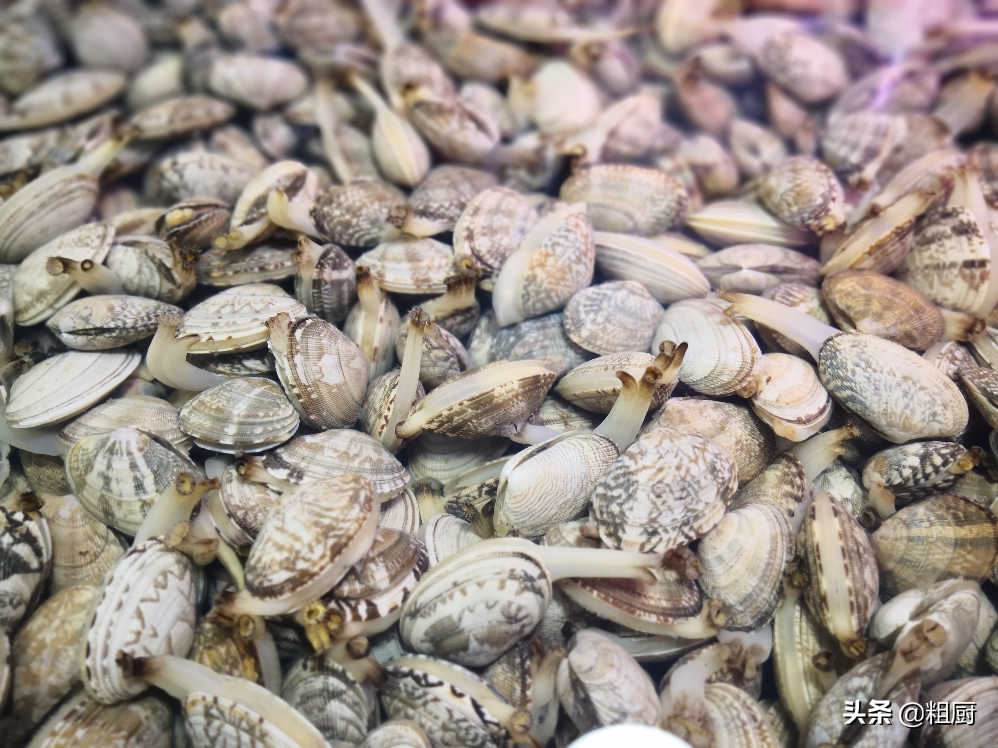 花甲小煎鸡做法,花甲煎鸡做法