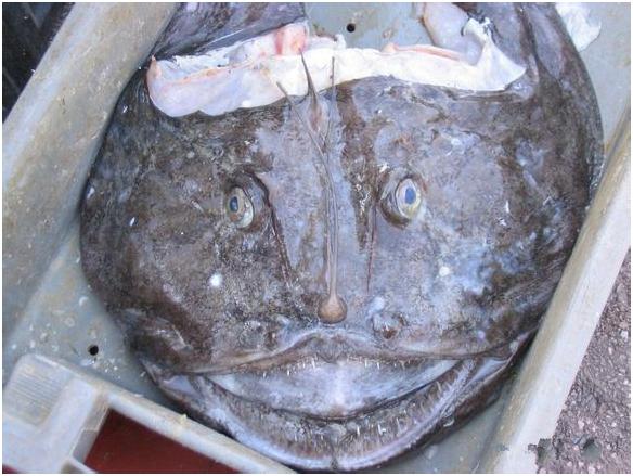 看图识海鲜，这些水产海鲜你都认识吗？