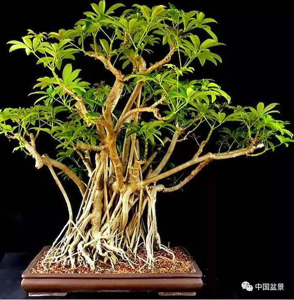 盆景植物最好养的,好养易活的盆景植物有哪些