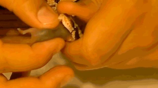 「爬宠饲养」蛇苗不开食难道只能填？​且慢
