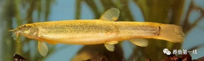 十种常见的水生动物,鳅科动物图片