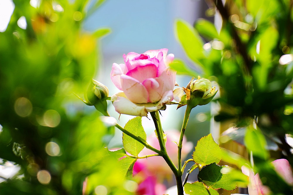 月季被称为花中皇后的故事,月季是国花还是市花