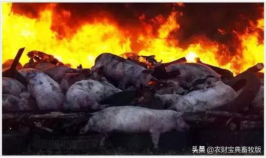 猪价最新母猪行情今日,猪价上涨现在能上后备小母猪了吗