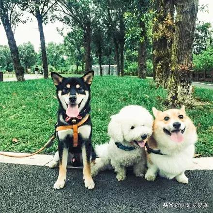 打卡青龙湖湿地公园,青龙湖湿地公园拍照技巧