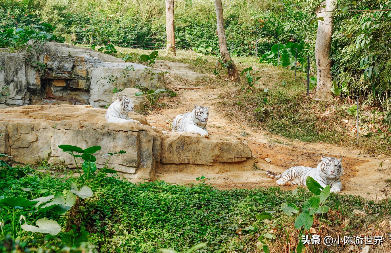 寒假广州长隆三天两夜亲子游攻略,带孩子广州长隆旅游攻略