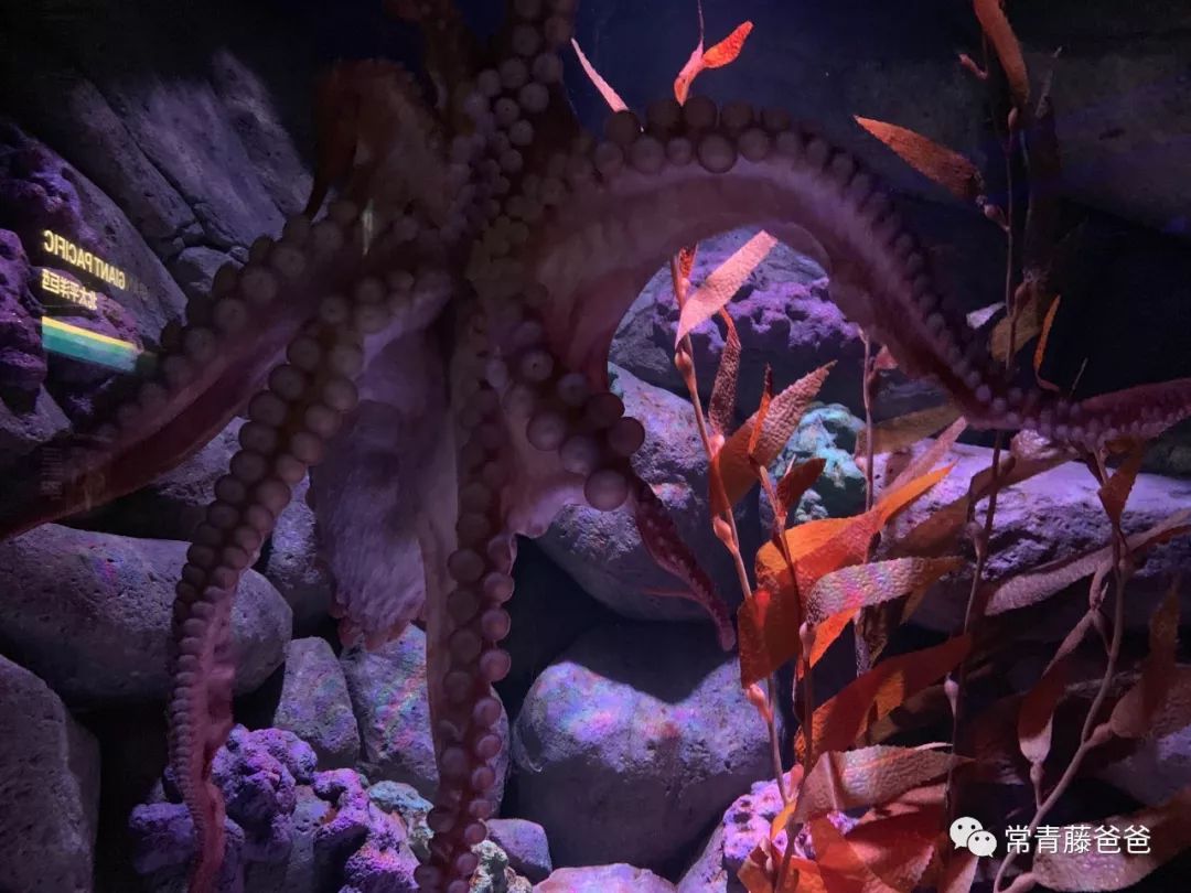 十一新加坡,十一游学新加坡