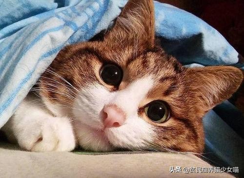 金毛狗狗中暑症状和解救方法,狗狗如何防止猫咪中暑