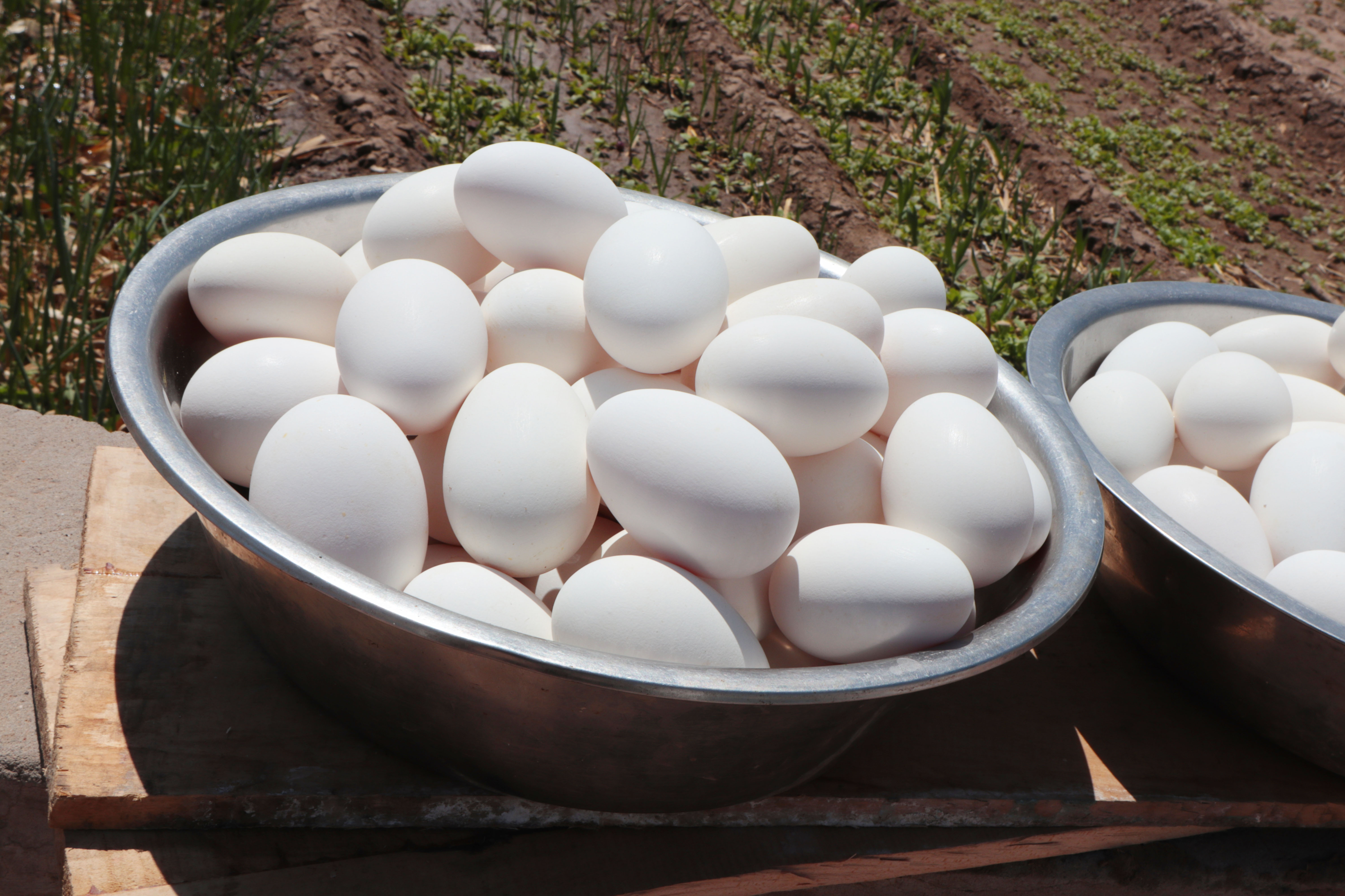 八十岁老人腌鸭蛋配方,80岁姥姥和外甥腌鸡蛋