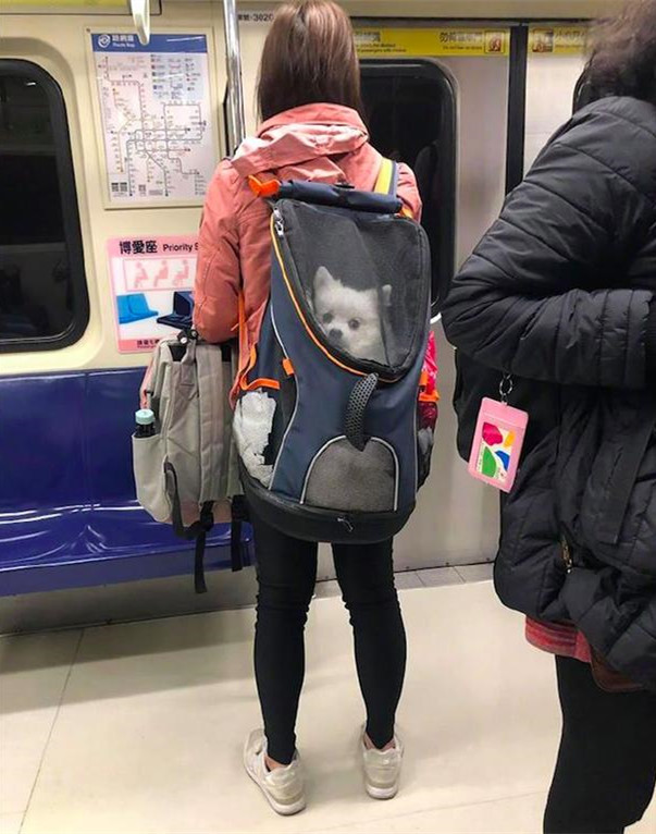 地铁上看见一个女孩子,地铁上发现小宠物