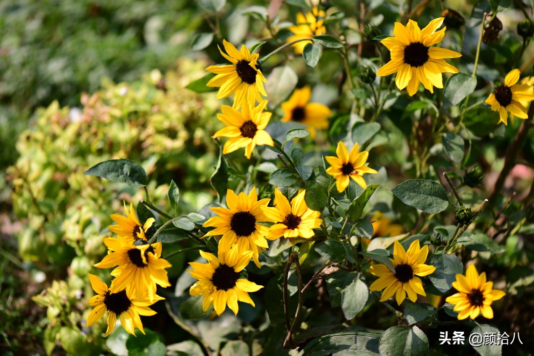 这个夏天我在花园里种向日葵|园丁