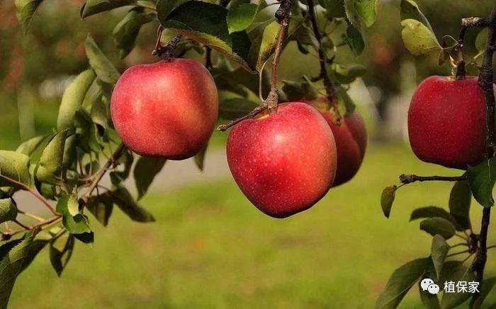 代森联和代森锰锌哪个好,代森联与代森锰锌作用一样吗