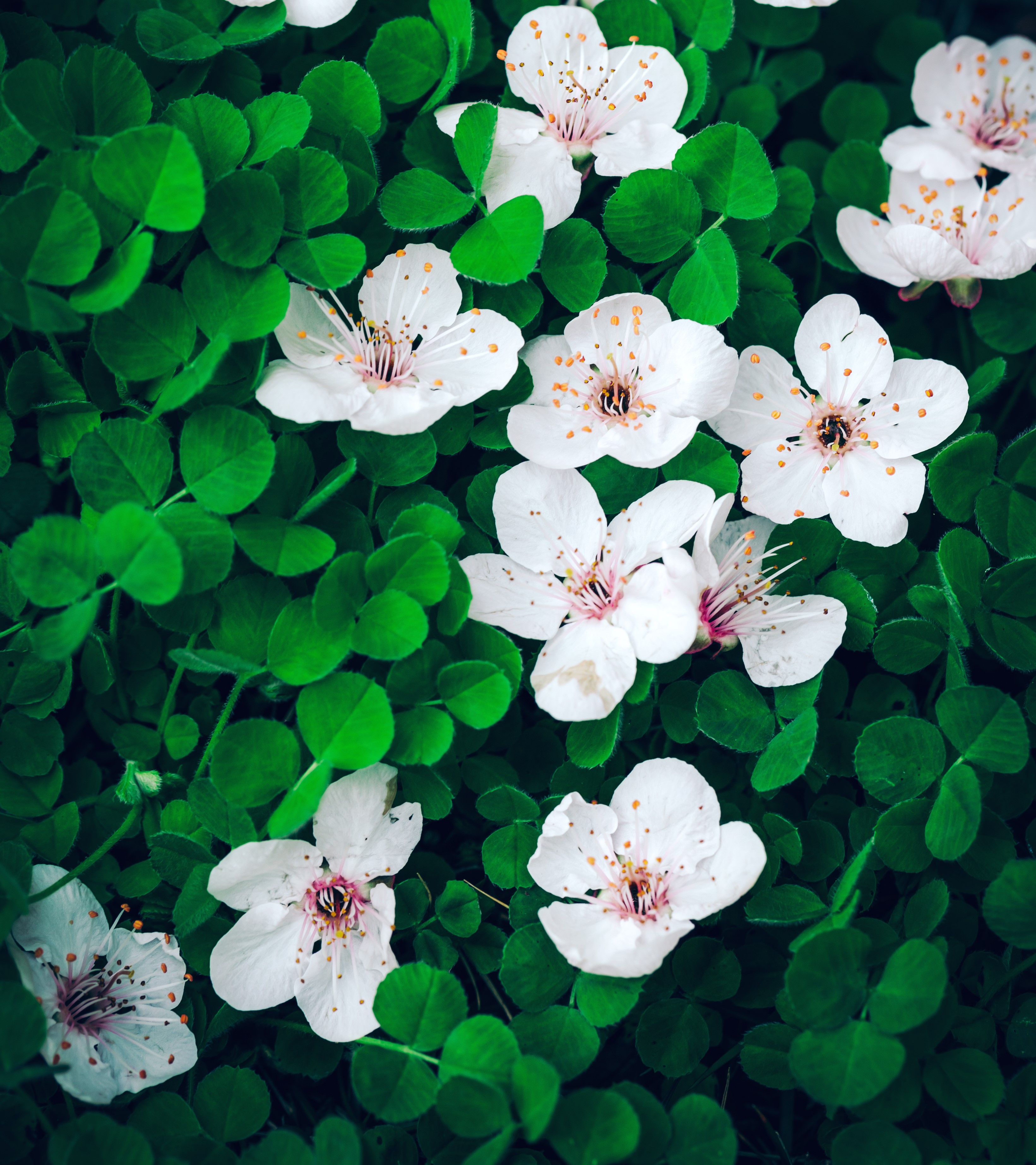 春季鲜花美食,绿色鲜花怎么烧健康又营养又好吃