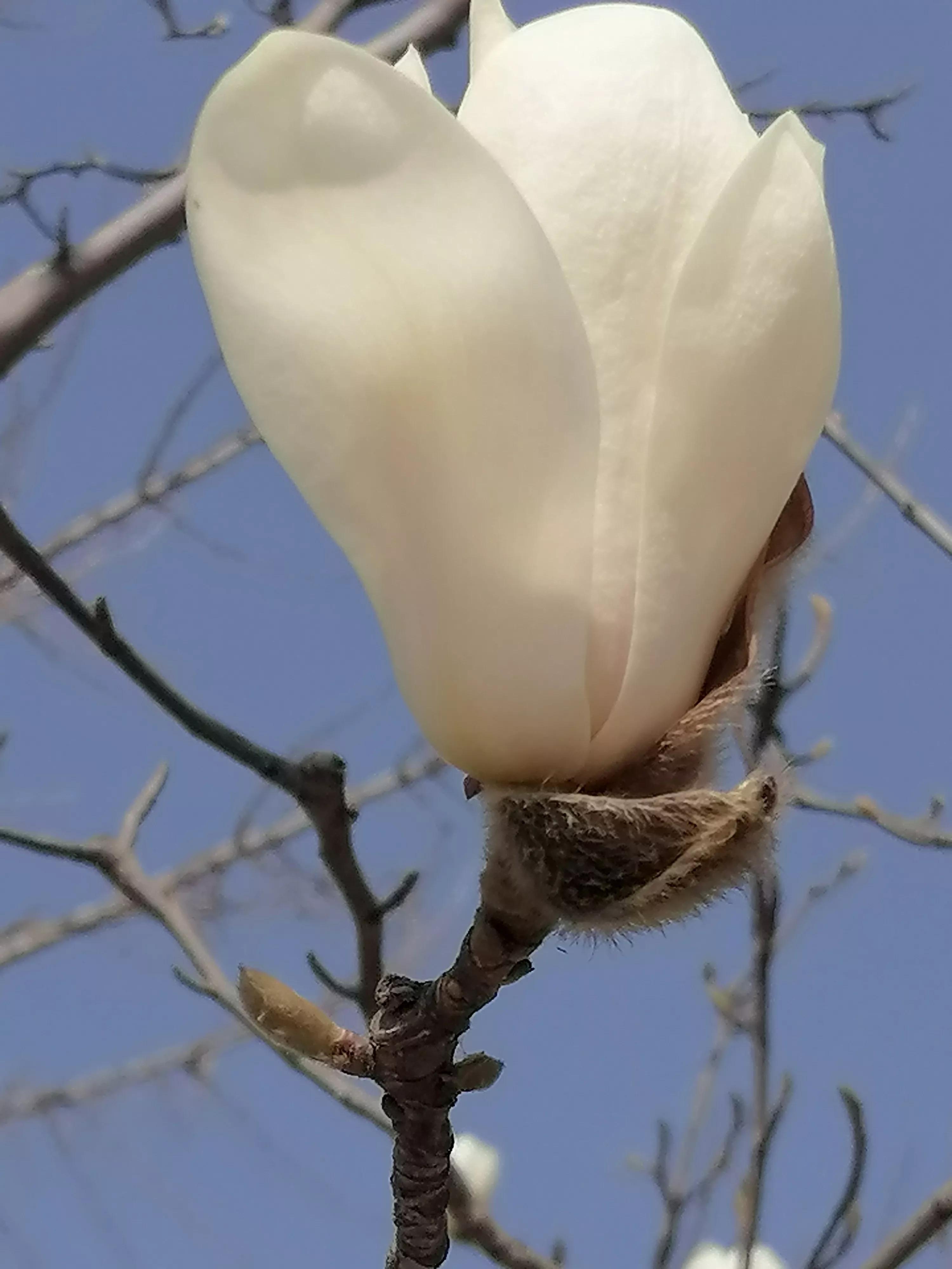 咏玉兰二首其二,咏玉兰全诗