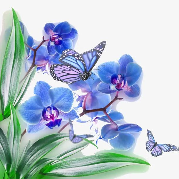 蝴蝶兰散文完整版,写蝴蝶兰的散文