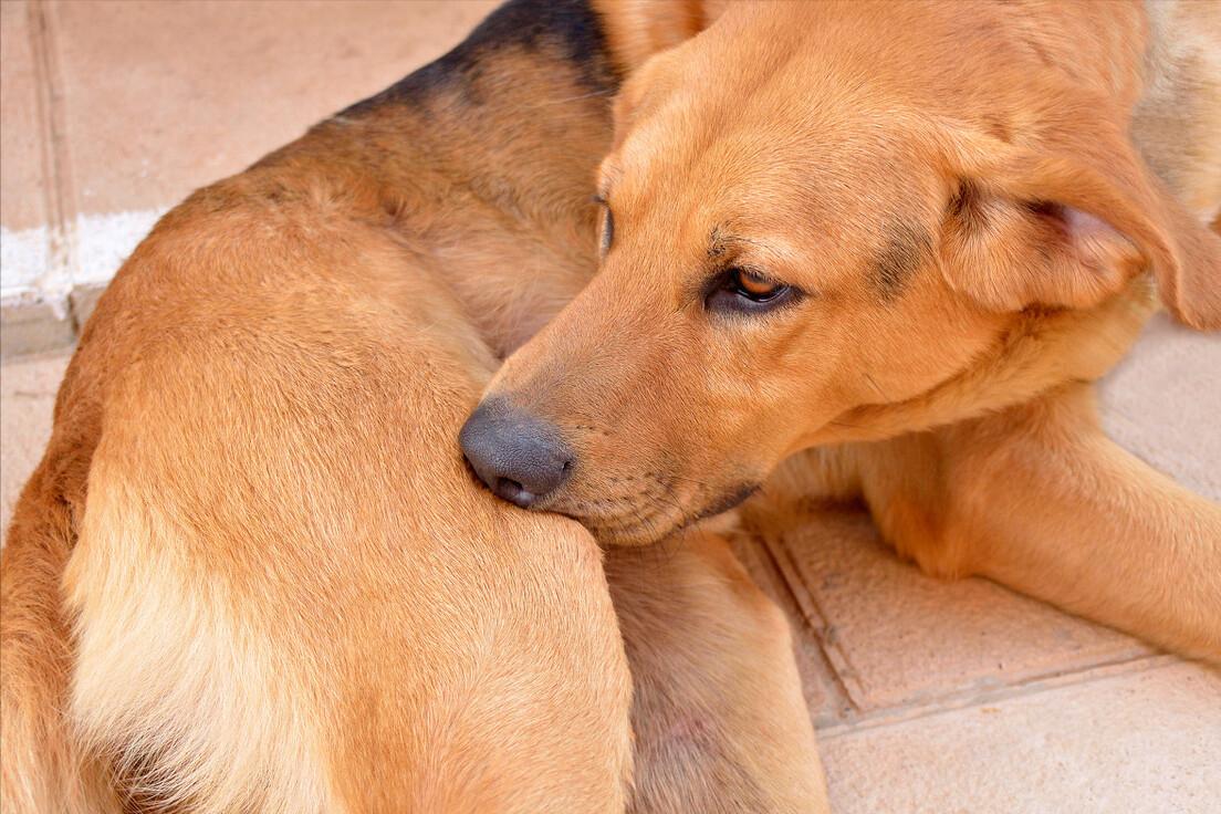 狗狗去除跳蚤蜱虫妙招,家用杀虫剂可以给狗狗喷杀跳蚤么
