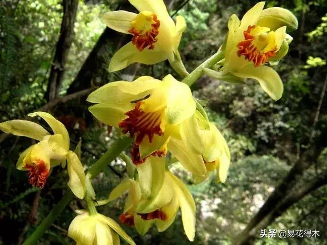 兰花推荐亭亭玉立的鹤顶兰,金斑鹤顶兰花