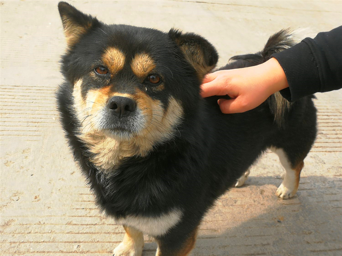 全网最出名的四眼狗,有名的四眼狗