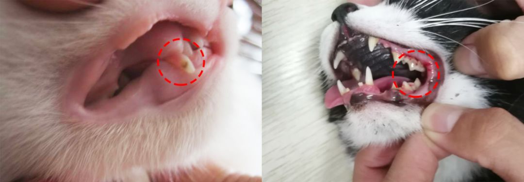 猫咪蛀牙可以洗掉吗,猫咪牙齿蛀牙怎么办