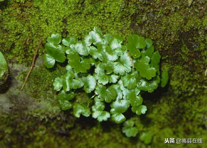 农村比较常见的中草药,农村不可碰的十种草药