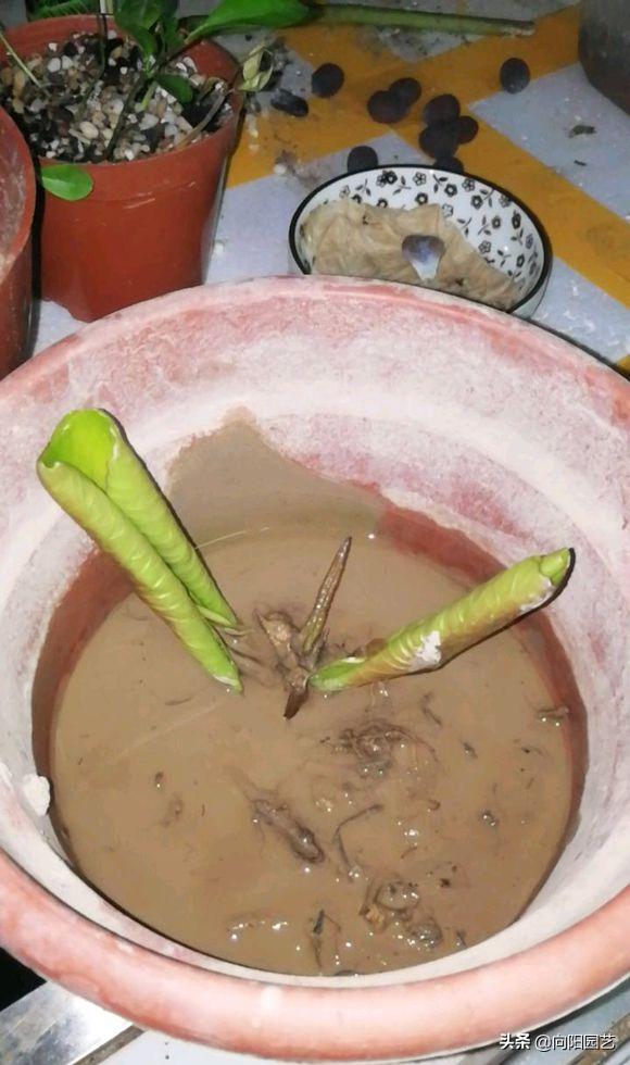 莲子培育盆栽荷花,一粒莲子可种多大的盆