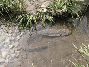 野生大鲵是什么新物种,大鲵物种分类