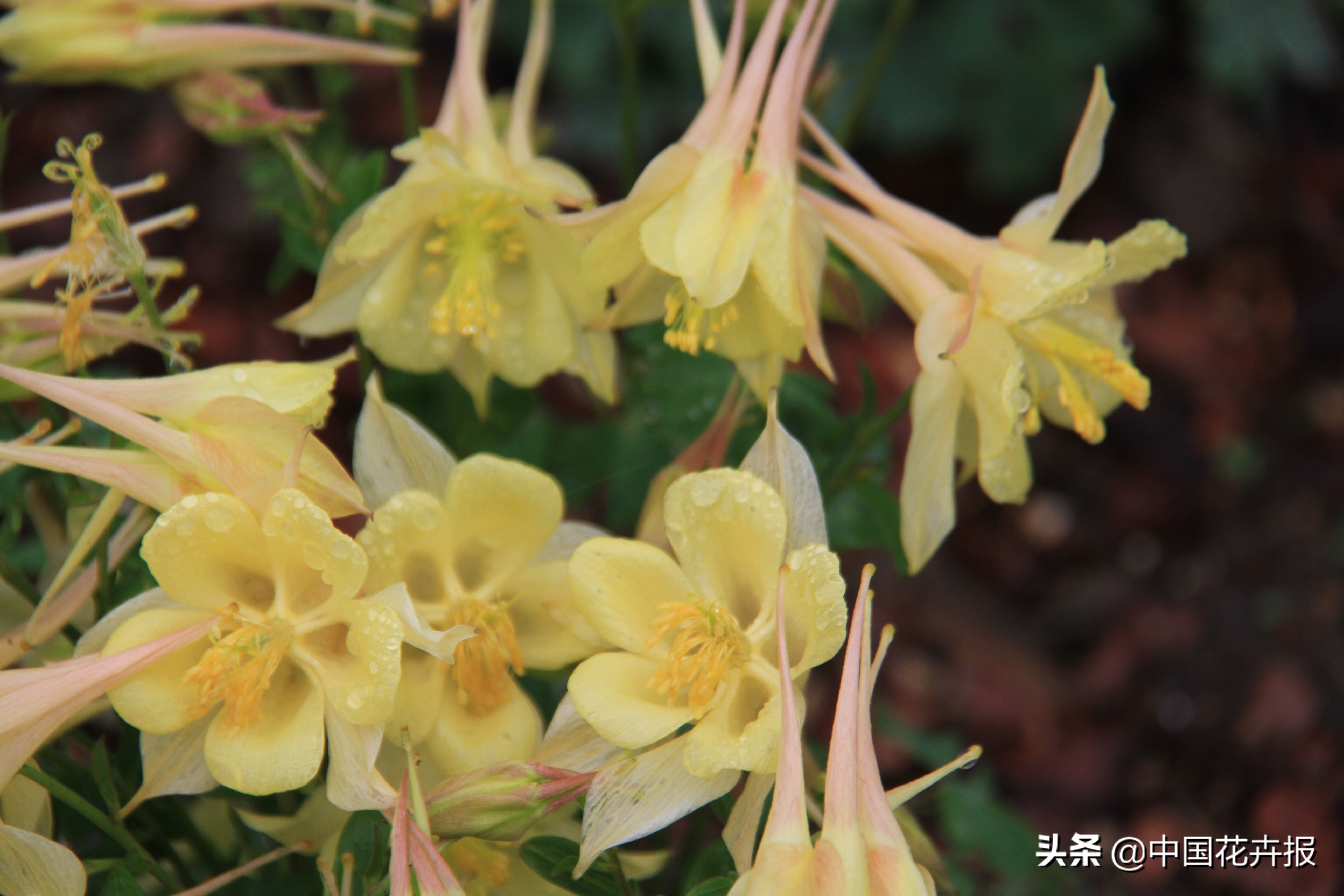 适合花园的花花草草,如何打造四季都有花的花园