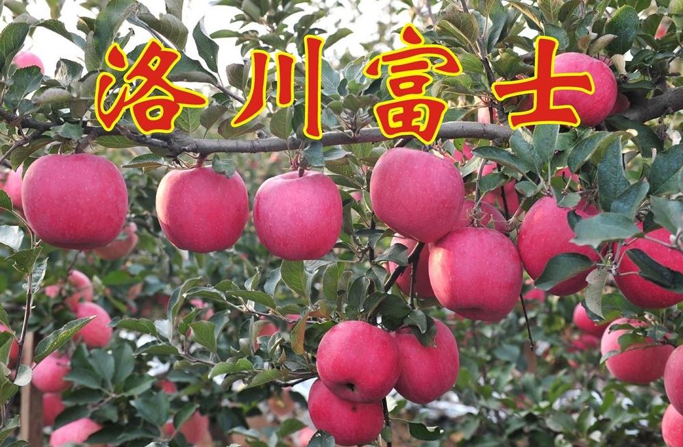 12月苹果哪里的产地最好吃,全国品质最好的苹果产区