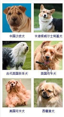 狗狗品种大全及图片超可爱宠物狗,宠物狗的常见品种名称大全