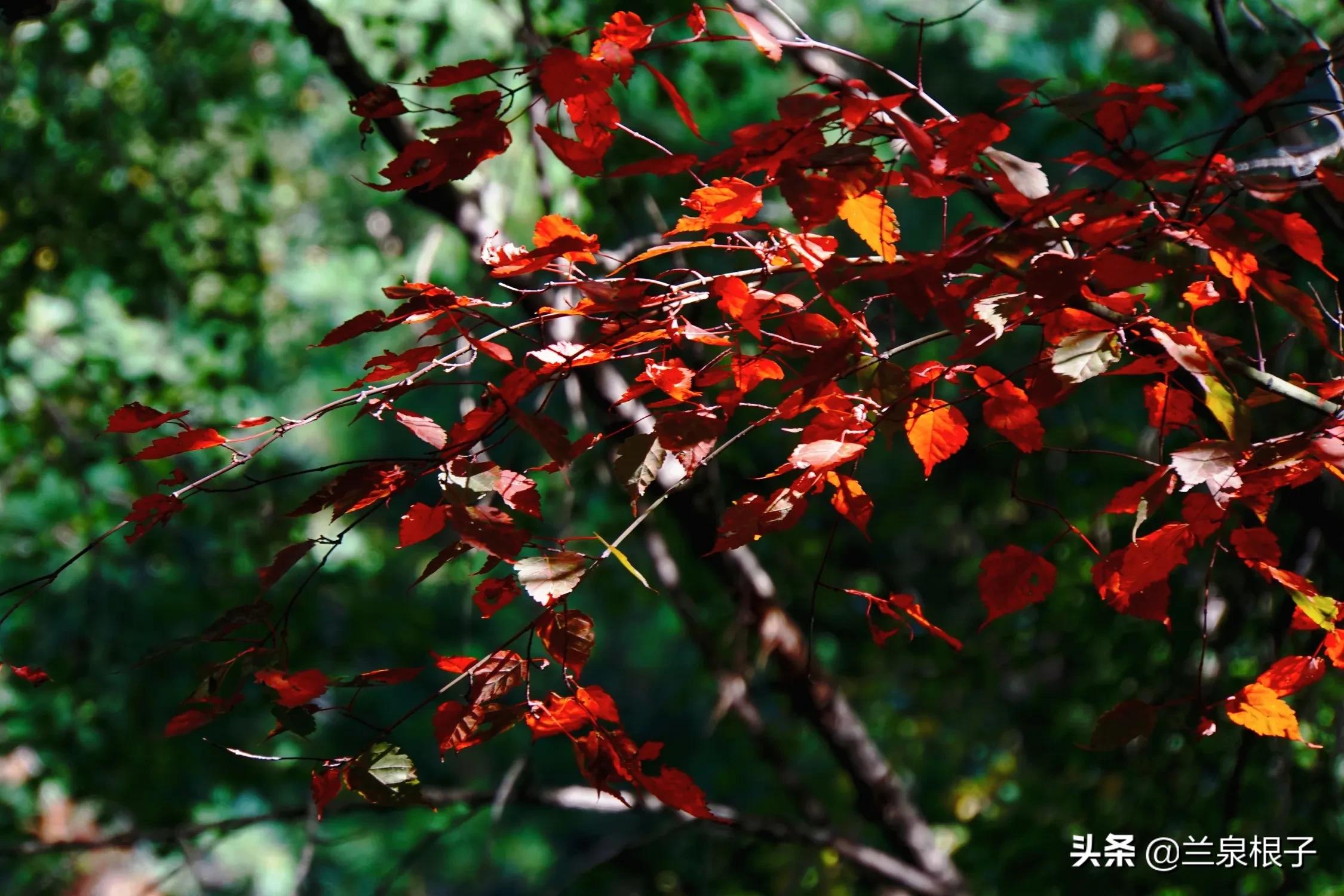 秋天的孟达天池,美丽的孟达天池