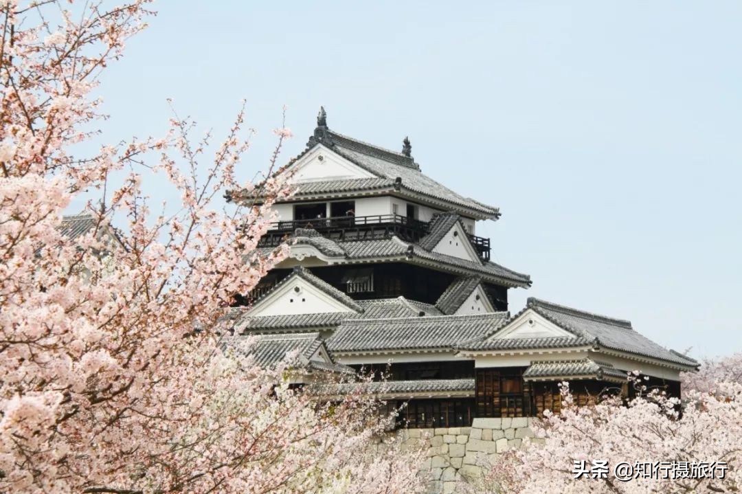 日本樱花季是八月几号,2020年日本樱花花期表