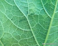 南瓜在种植过程中怎样预防病虫害,南瓜病虫害怎样防治效果好