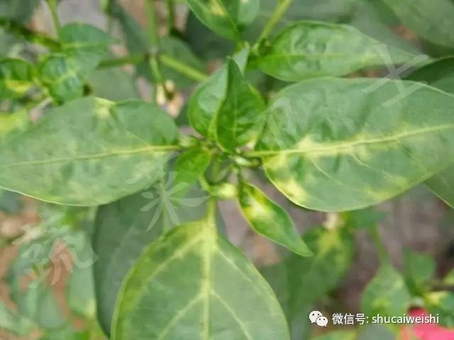 蔬菜药害怎样解药,蔬菜发生药害时如何解决