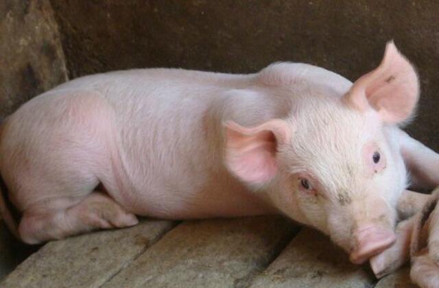 猪有脐疝气能影响正常进食吗,猪阴疝什么原因发病