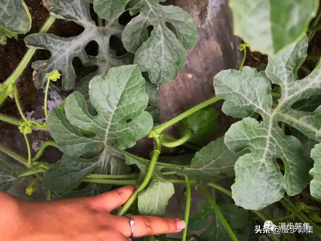 今年哪里的西瓜丰收了,现在的西瓜都成什么样子了