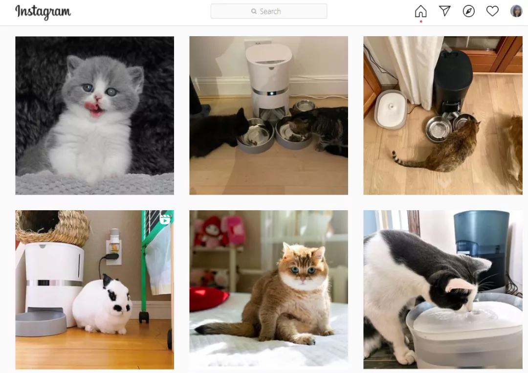 我花费2个月调研了64个出海宠物品牌（下）