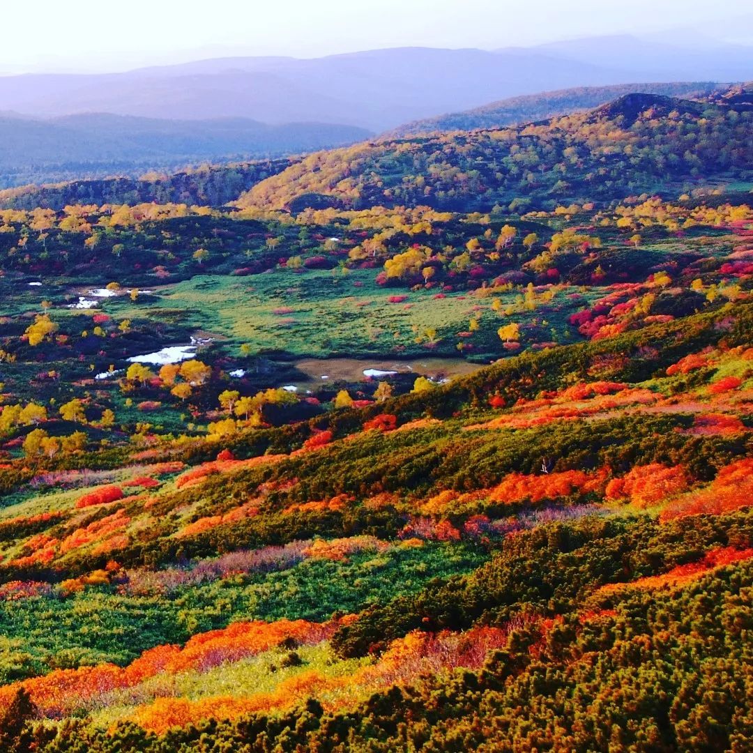 停车坐爱枫林晚，感受火红的秋